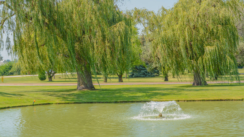 Fountain surrounded by trees in a riverside park path