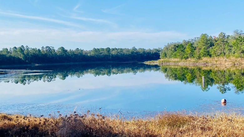 View of the lake at Horseshoe Lake State Park in Illinois