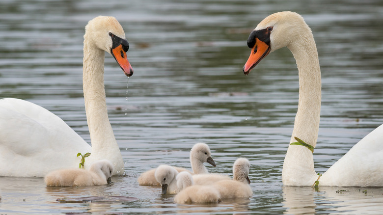 Two adult swans swimming with their baby chicks on Lake Katherine in Palos Heights.