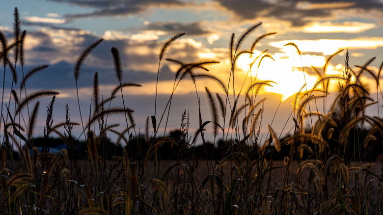 Prairie grass in Illinois during sunset