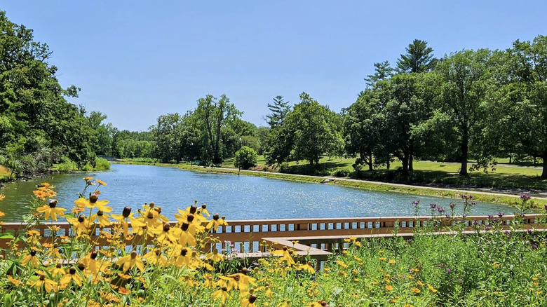 Yellow flowers in front of water at Washington Park in Illinois