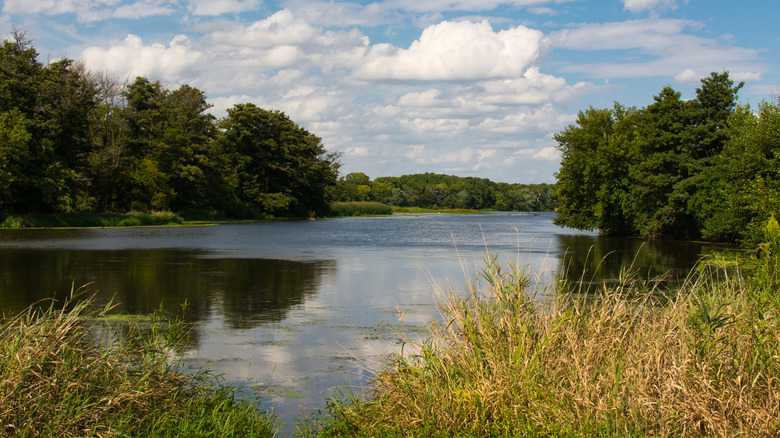 Grass and trees along banks of DuPage River in Channahon State Park