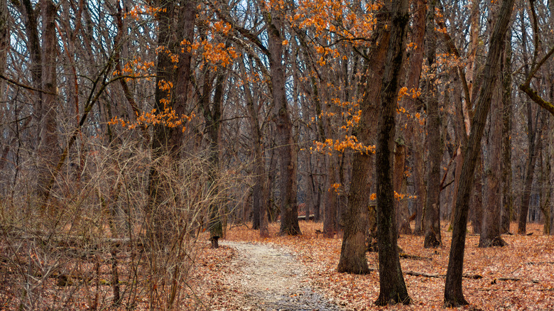 Trail in a Forest Preserve in Willow Springs, Illinois
