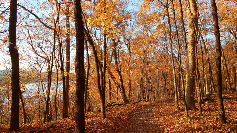 Autumn foliage in Pere Marquette State Park, Illinois