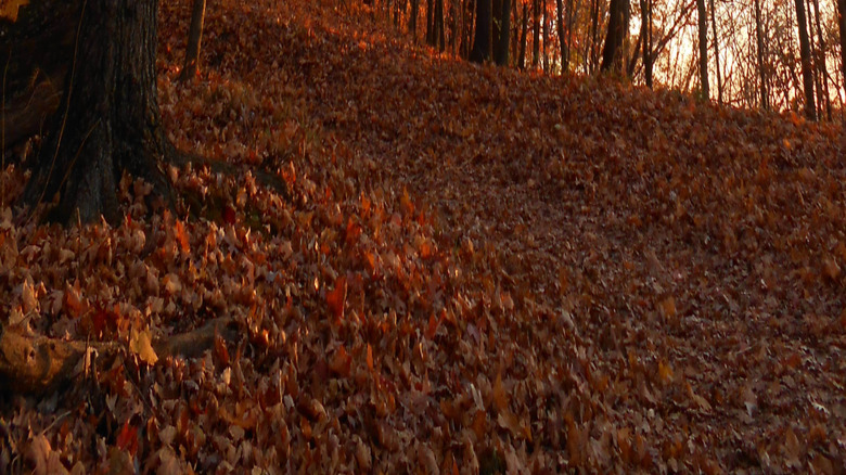 Autumn foliage in Pere Marquette State Park, Illinois