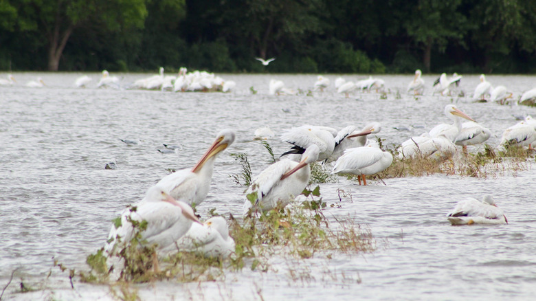 Numerous white pelicans on the water at Anderson Lake, Illinois