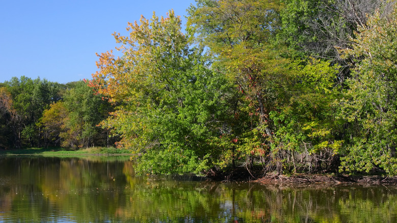 Lush green trees and grass surrounding a pond in Pecatonica Wetlands Forest Preserve