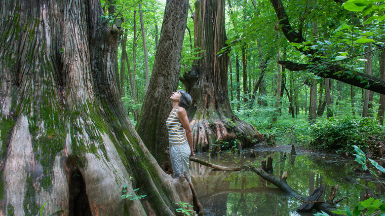 A person looking at a tree in the Cache River State Natural Area
