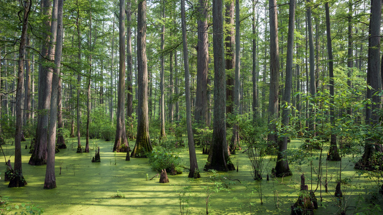 Trees growing in the wetlands in the Cache River State Natural Area