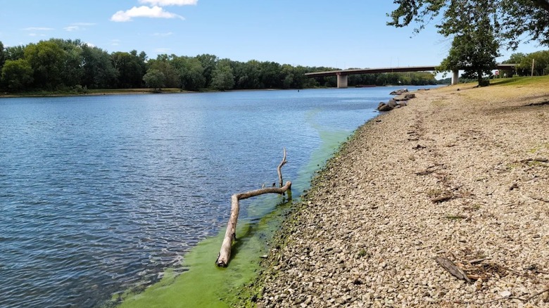 Views of the Illinois River from William G. Stratton State Park, featuring calm waters, a bridge, and greenery.