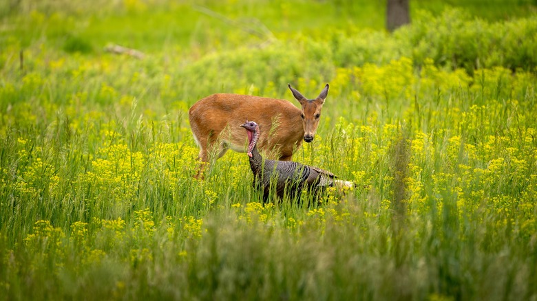 Wild turkey and deer crossing prairie land