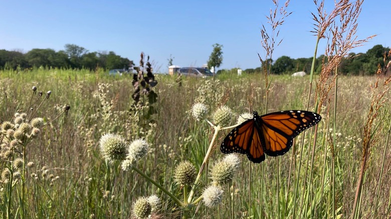 Monarch in a prairie at Dayton Bluffs Preserve