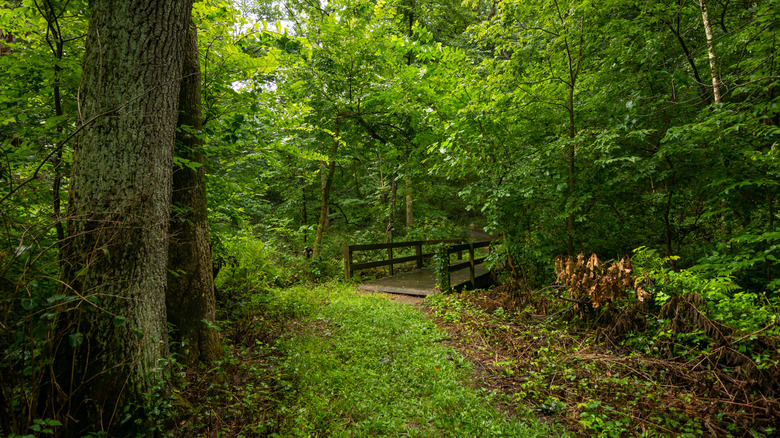 Wooded trails in Castle Rock State Park, Illinois