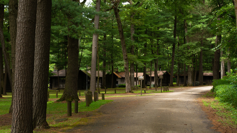 White Pine Lodge log cabins within dense groves of trees