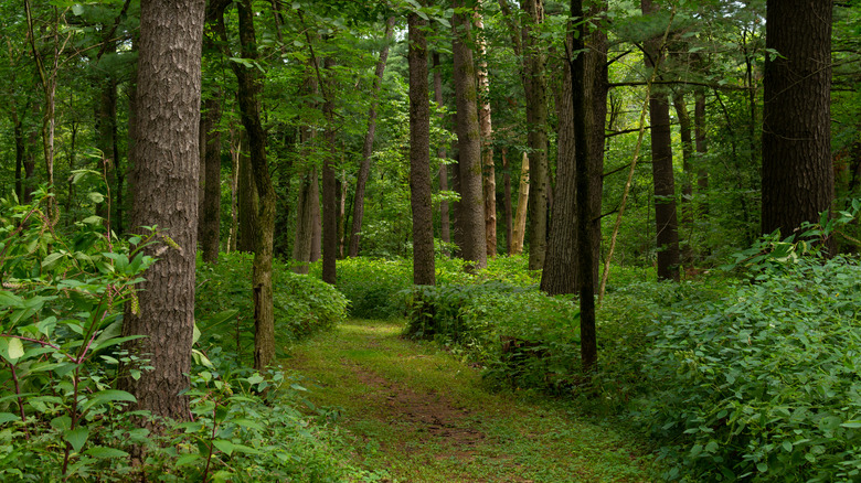 A trail winding through White Pines Forest State Park, Illinois
