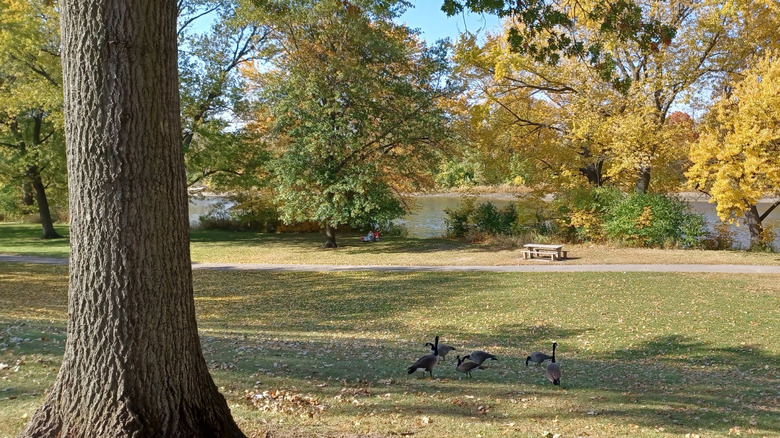 Paved footpath and trees along the Fox River Trail in Montgomery, Illinois
