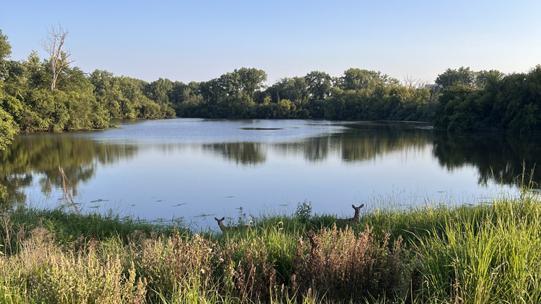 Deer standing silhouetted in the marshy shoreline at the Skokie Lagoons in Illinois