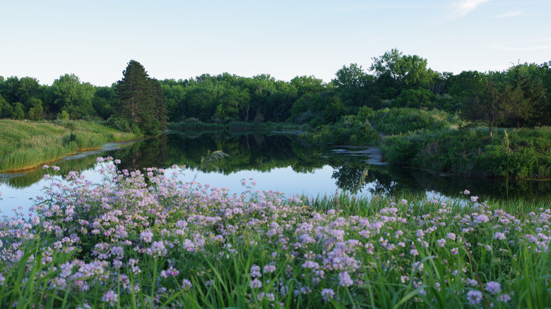 A lake fringed by wildflowers at Wildlife Prairie Park in Illinois