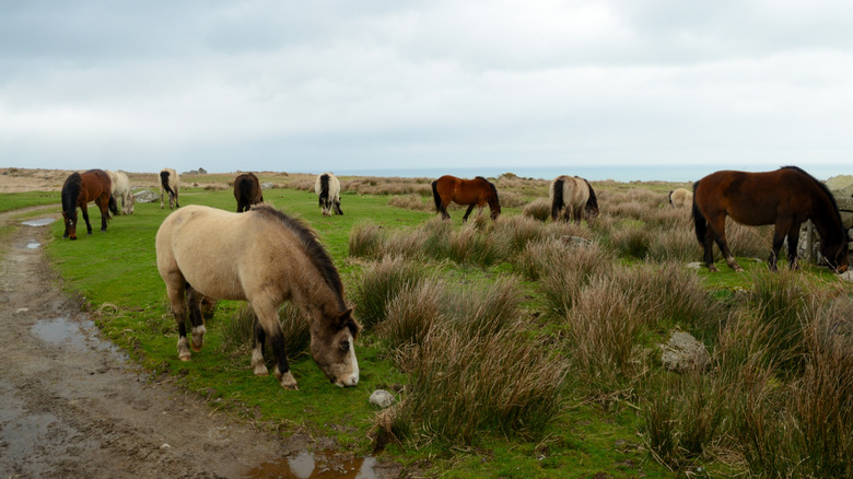 Ponies eating grass on Lundy Island.