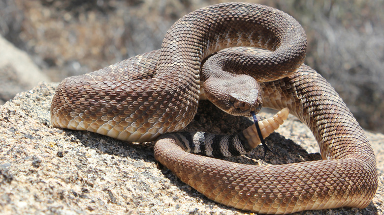 Red diamond rattlesnake curled up