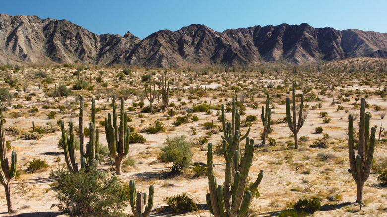 Baja, California cactus-filled desert