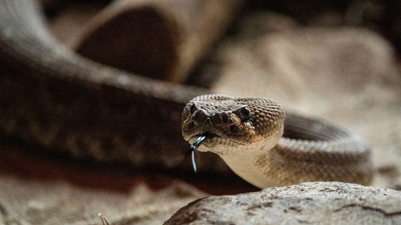 Eastern diamondback rattlesnake