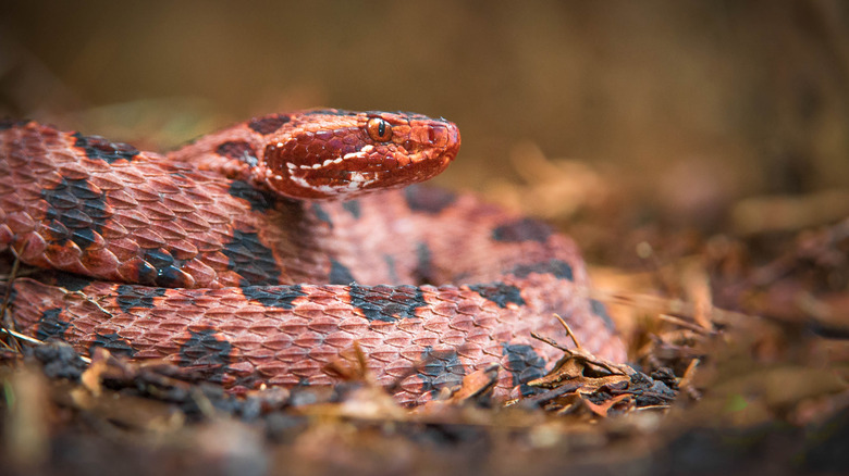 Carolina pygmy rattlesnake
