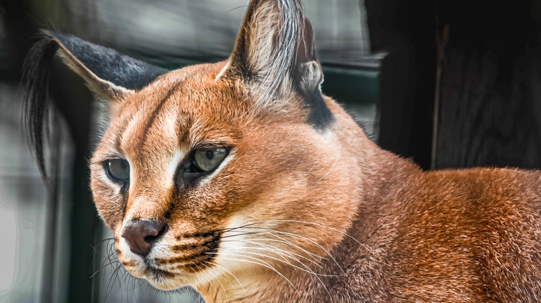 Caracal at Cedar Cove Feline Conservatory and Nature Center in Louisburg