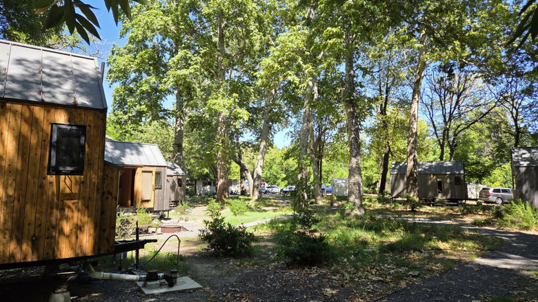 Raised wooden cabins nestled among sun-dappled trees