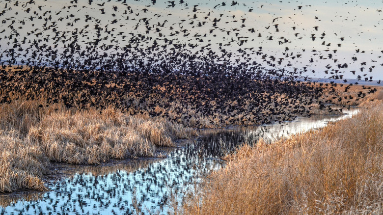 A flock of birds take flight at Cheyenne Bottoms Wildlife Area