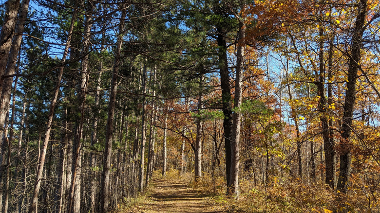 A dirt trail through the woods in the fall at Crow Wing State Park