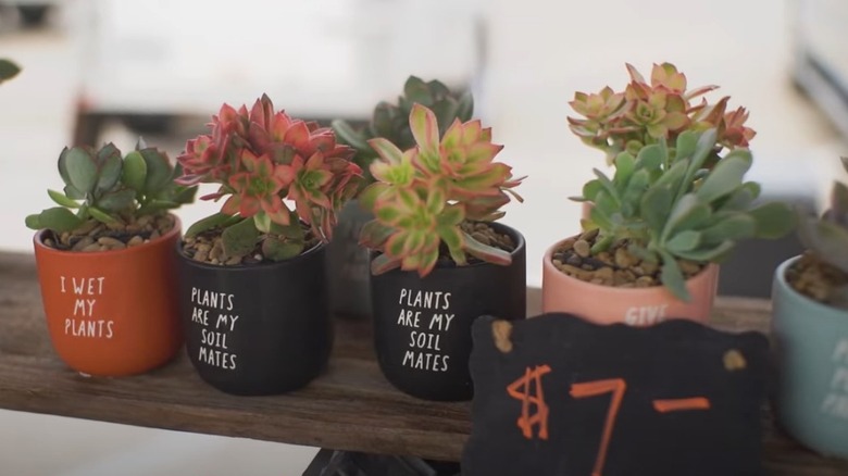 Plants on sale at Coppell Farmers Market