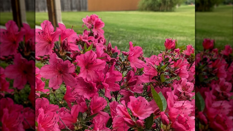 Flowers at Lendonwood Gardens, Grove, Oklahoma