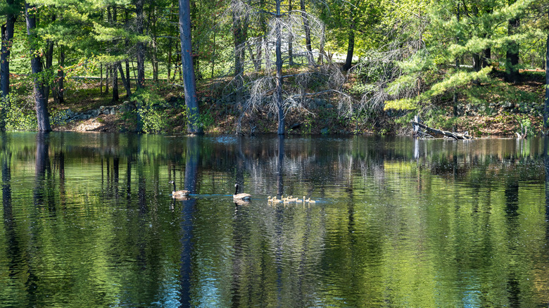 Wild geese with goslings swim in Mine Falls River with forest in the background in Mine Falls Park, Nashua, New Hampshire