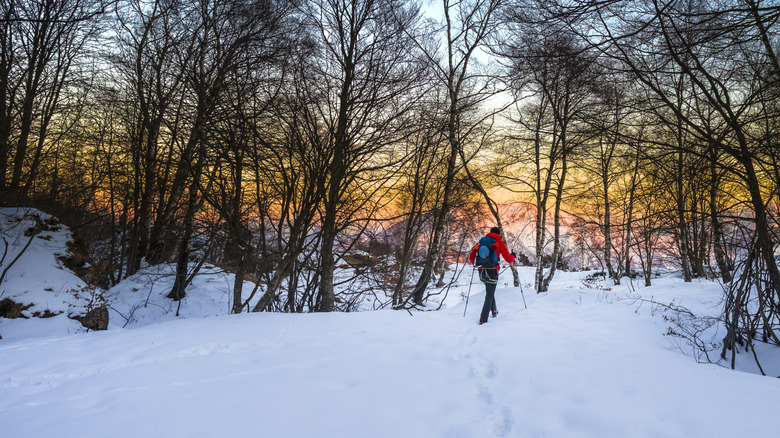Person hiking in the woods in the winter