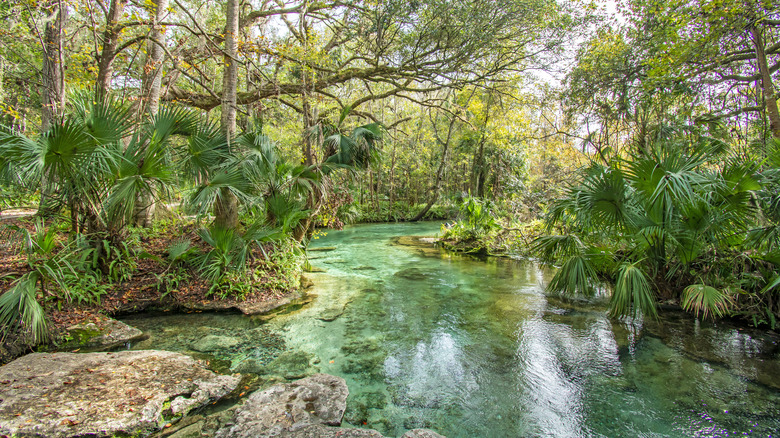 Springs near Orlando