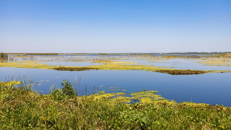 Wetlands of Lake Apopka