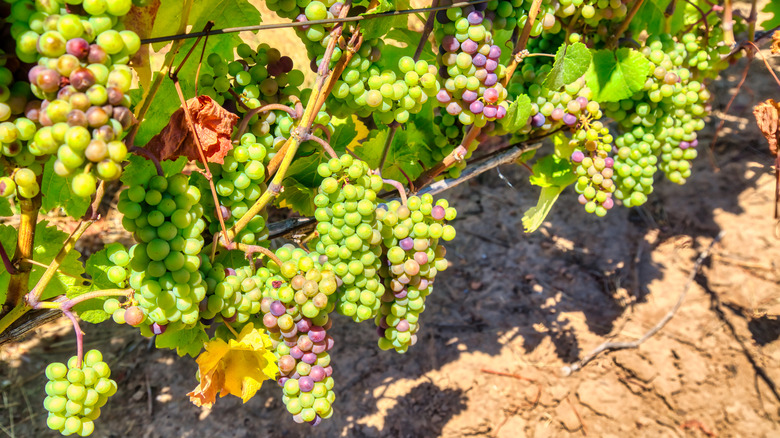 Grapes on the vine at Elysium Botanicals, Oregon