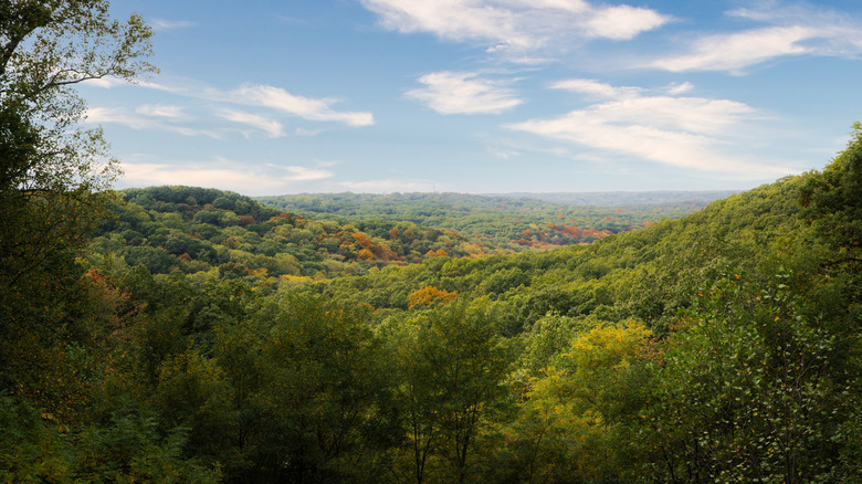 View of the forest from Brown County State Park