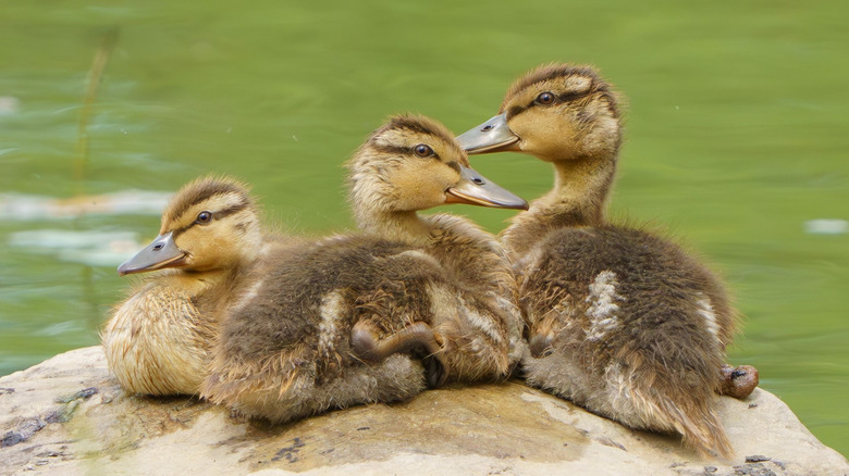Ducklings at Geist Reservoir