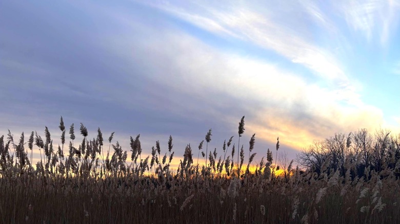 Wetland reeds in front of a cloudy sunset at Fishers White River Park