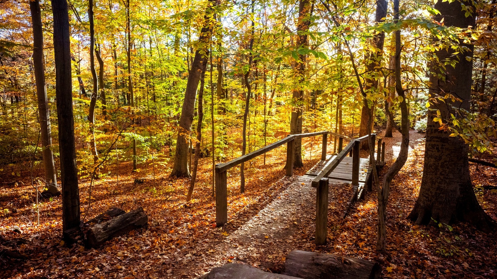 Indiana's 7 Scenic Nature Walks That Show Off The Best Of Turkey Run State Park
