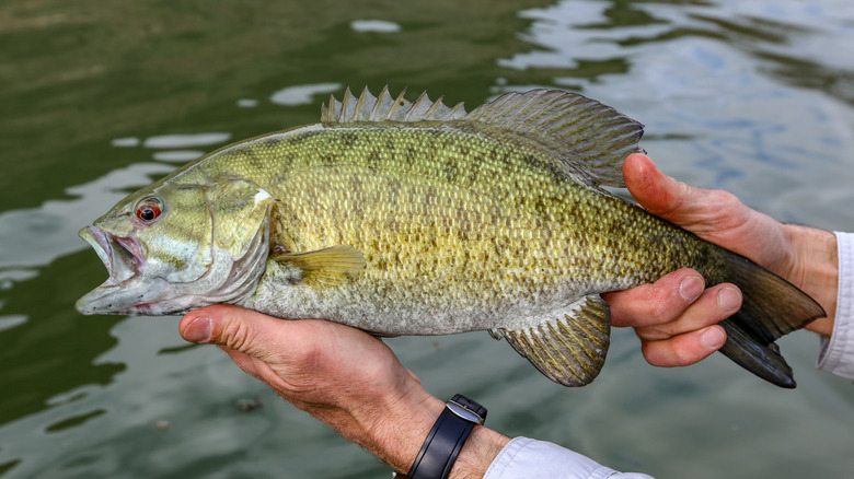 Hands holding a smallmouth bass above lake water