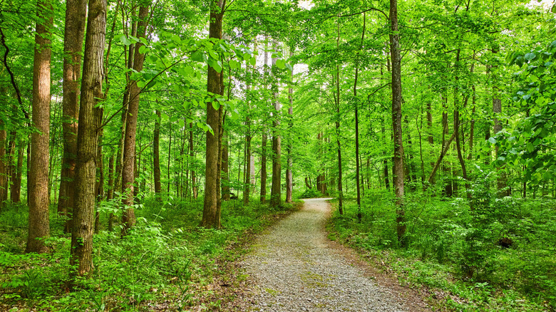 Green forest with a winding footpath