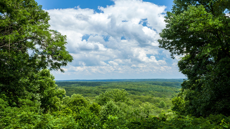 Panoramic view of forest in Brown County State Park in summer.
