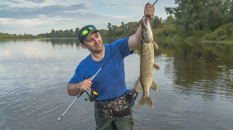 A fisherman holds up a northern pike at a lake in the Midwest