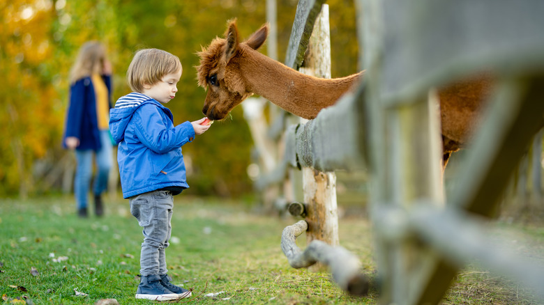 A small boy feeding an alpaca in a farm