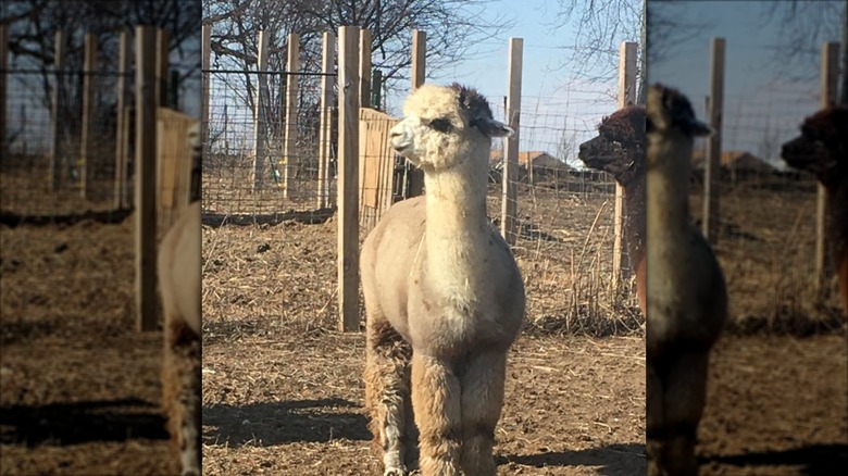Alpacas at Heavenly Acres Farm