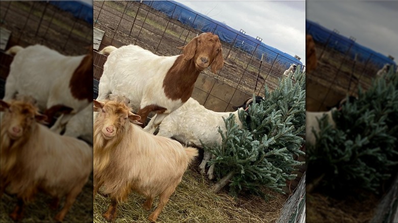 Goats at Heavenly Acres Farm