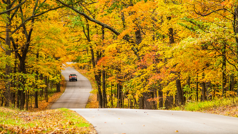 A red truck drives on a single-lane paved road through vibrant golden fall foliage at Brown County State Park, Indiana